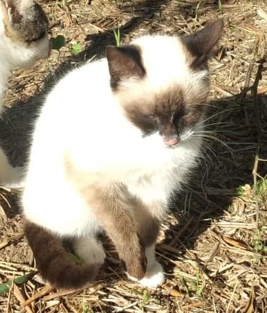 Lucio, siamesino randagio Foto 3